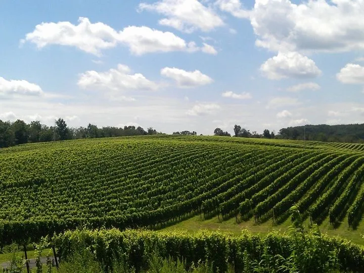 Tasting Room at Black Ankle Vineyards