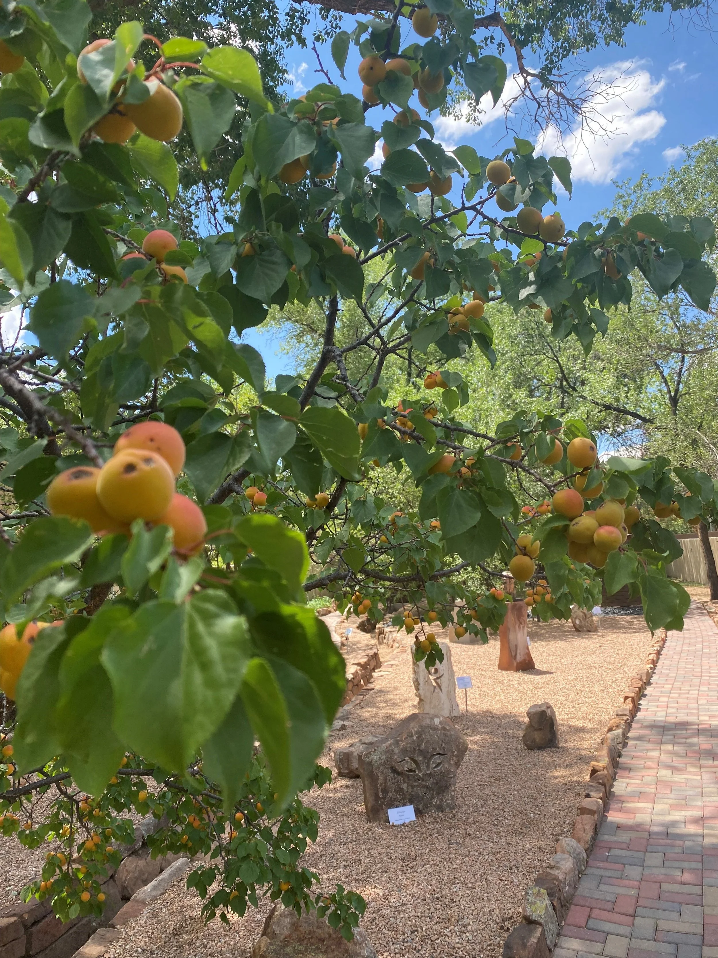 Acequia Garden at Ahmyo Wine Garden
